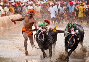 kambala